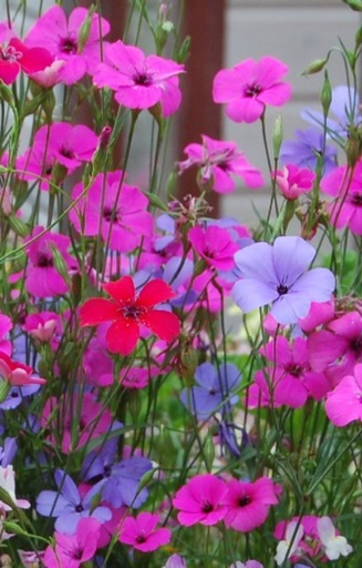 [ZS-514] Silene coeli-Rosea 'Patio Mix'