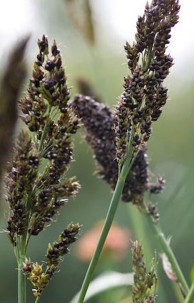 Sorghum nigrum 'Black Falcon'