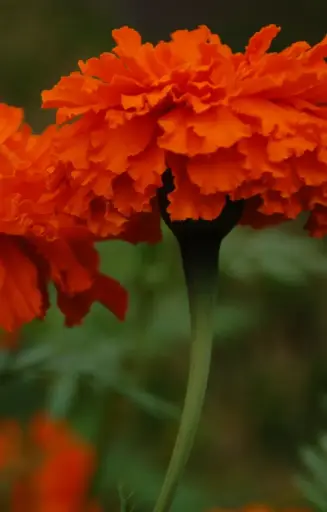 Tagetes erecta 'Kees Orange' 