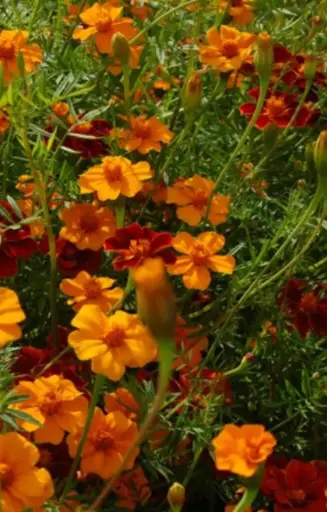 [BT-514] Tagetes patula 'Ground Control' - 4 m² 