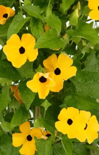 Thunbergia alata 'Sunrise Yellow with eye'