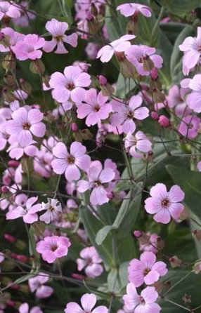 [DV-514] Vaccaria hispanica 'Pink Beauty' 