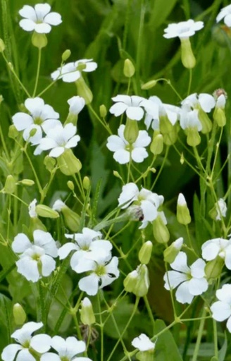 Vaccaria hispanica 'White Beauty' 