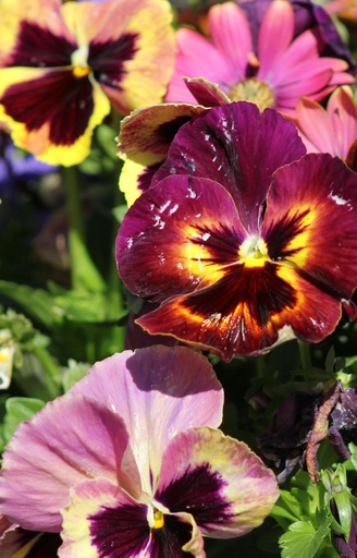 [DZ-513] Viola wittrockiana 'Hiemalis Mix '