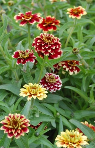 Zinnia angustifolia 'Persian Carpet'