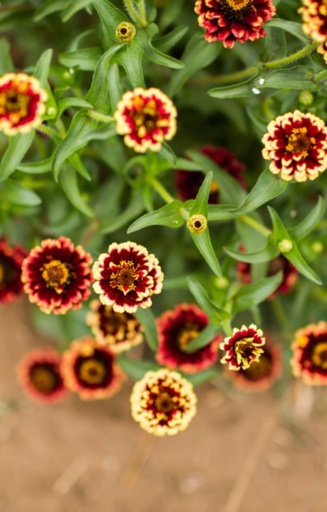 [BZ-514] Zinnia angustifolia 'Jazzy Mix'
