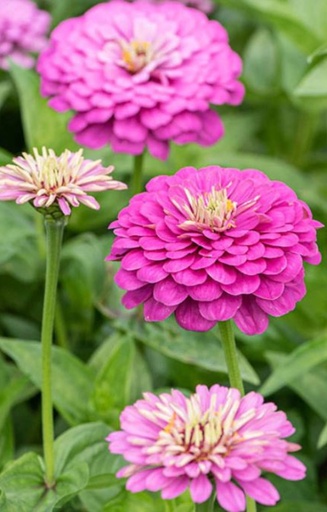 Zinnia elegans 'Dream'
