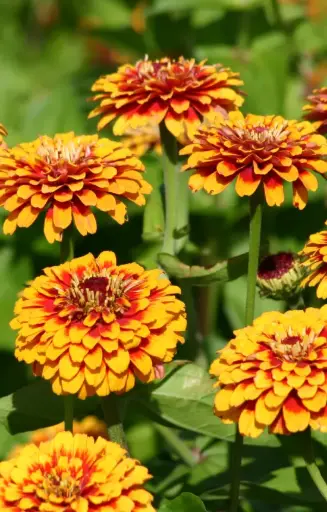 [BZ-514] Zinnia elegans 'Macarenia'