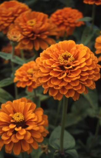 [BZ-514] Zinnia elegans 'Orange King'