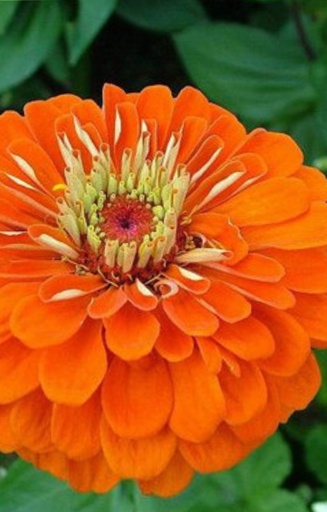 [CZ-514] Zinnia elegans 'Oriole'