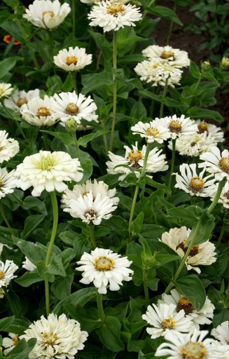 Zinnia elegans 'Super Cactus Snowman'