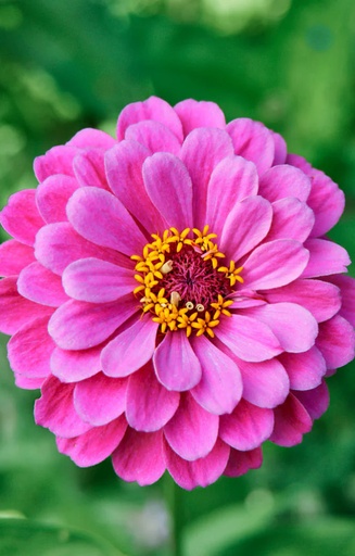 Zinnia elegans 'Violet Queen'