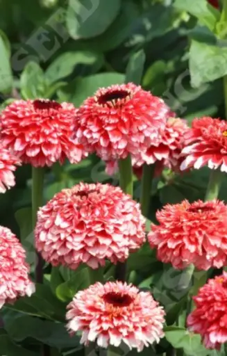 [DZ-515] Zinnia elegans 'Zinderella Fizz'