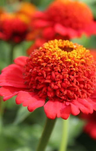 Zinnia elegans 'Zinderella Red'