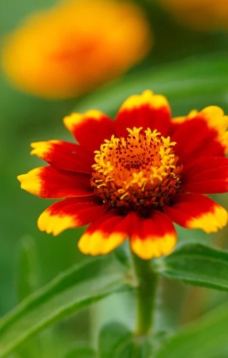 Zinnia haageana 'Chippendale Daisy'
