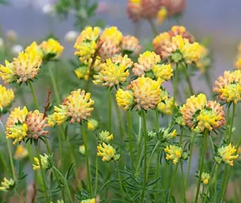 Anthyllis vulneraria