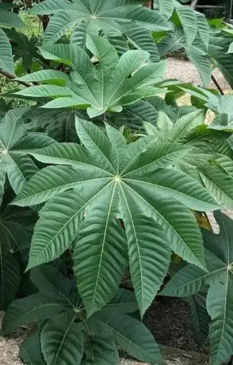 Ricinus 'Zanzibariensis'