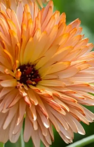 Calendula officinalis 'Orange Flash’