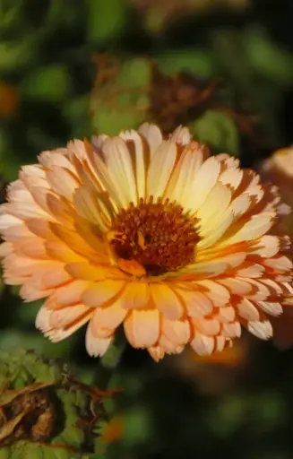 Calendula officinalis 'Pink Suprise’