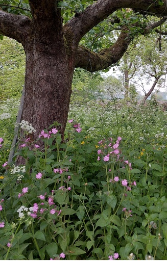 [EM-511] Mix 'Onderbegroeiing boszoom O1'