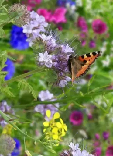 Mix 'Tübinger bijenmix'