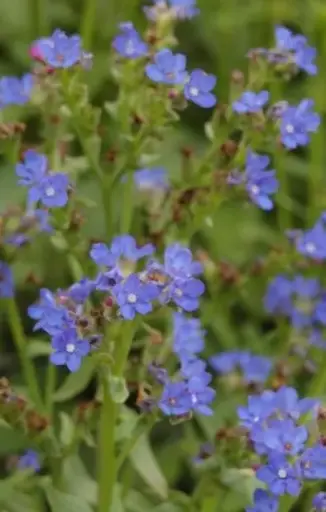 Anchusa officinalis