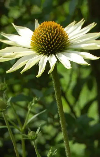 Echinacea purpurea 'Alba'