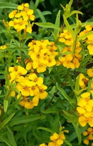 Tagetes lucida 'Sweet Mace'