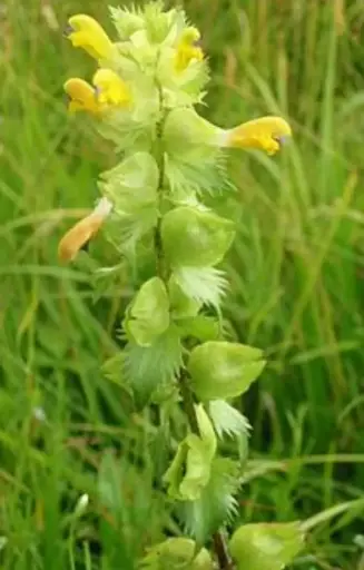 [ER-511] Rhinanthus Angustifolius