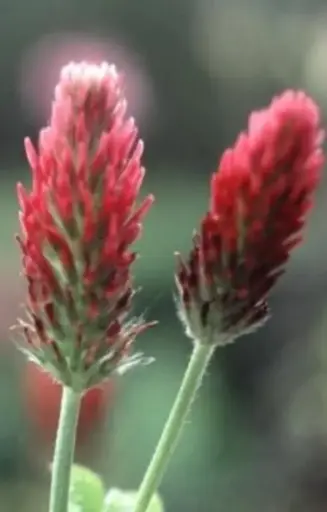 Trifolium incarnatum