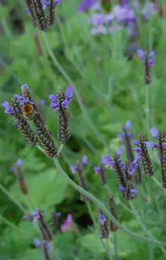Lavandula multifida