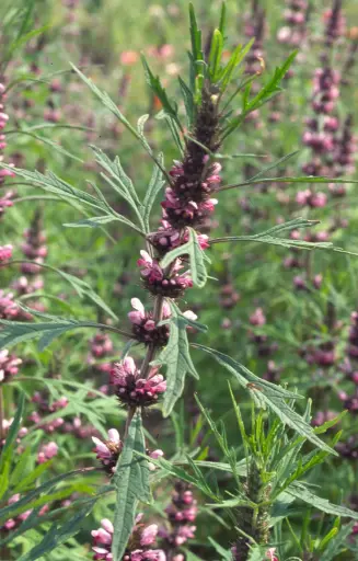 [BL-028] Leonurus Sibiricus