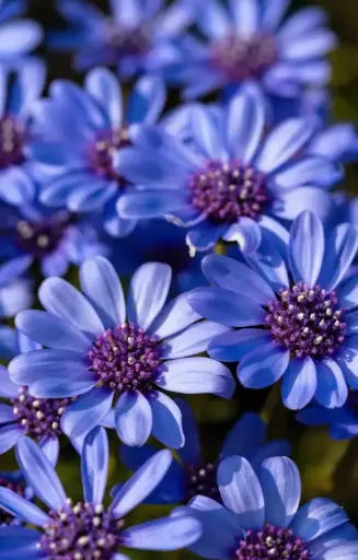 [FF-514] Felicia heterophylla 