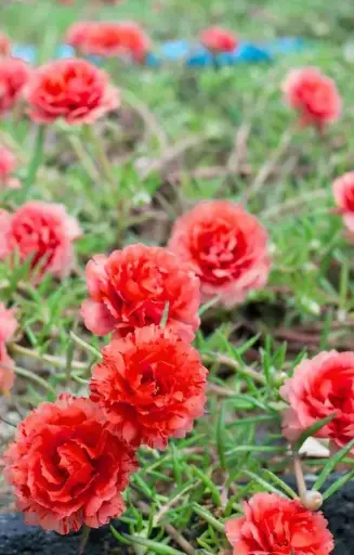 Portulaca grandiflora 'Honey Bee'