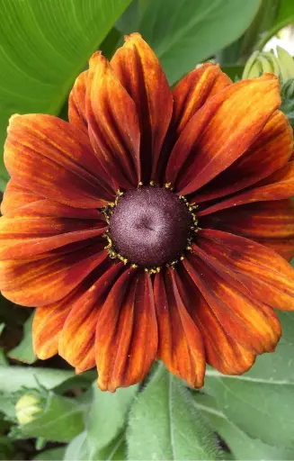 Rudbeckia hirta 'Orange Fudge' 