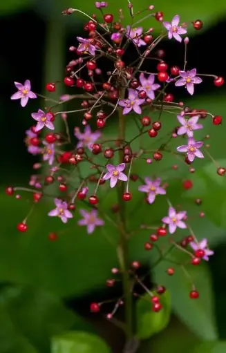 Talinum paniculatum 'Jewels of Opar'