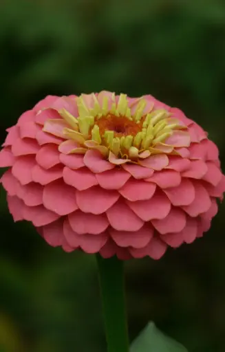 [EZ-515] Zinnia elegans 'Lilliput rose'