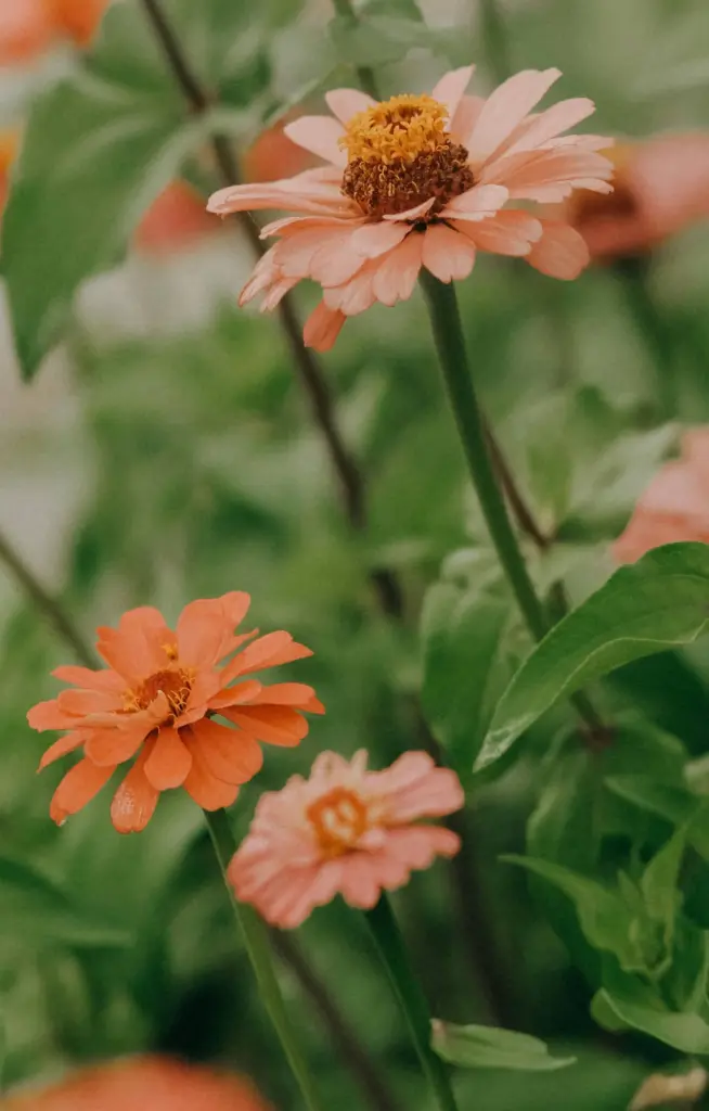 Zinnia elegans 'Lilliput salmon'
