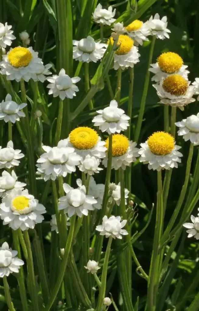 Ammobium alatum grandiflorum