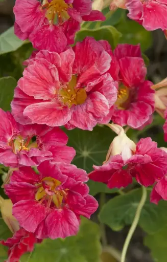 Tropaeolum minus 'Jewel Cherry Rose'