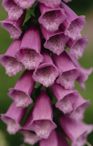 [FD-021] Digitalis purpurea
