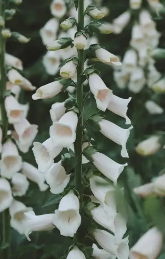 Digitalis purpurea 'Alba'
