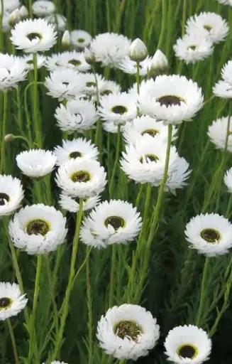 [FH-513] Helipterum roseum 'Pierrot White'