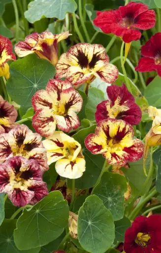 Tropaeolum minus 'Bloody Mary'
