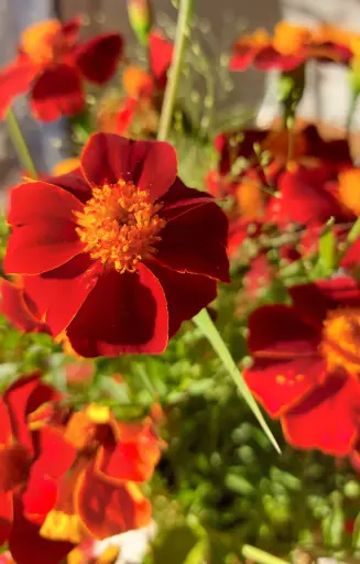 [FT-513] Tagetes patula Linnaeus