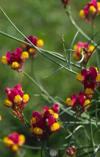 [FL-512] Linaria reticulata 'Flamenco'