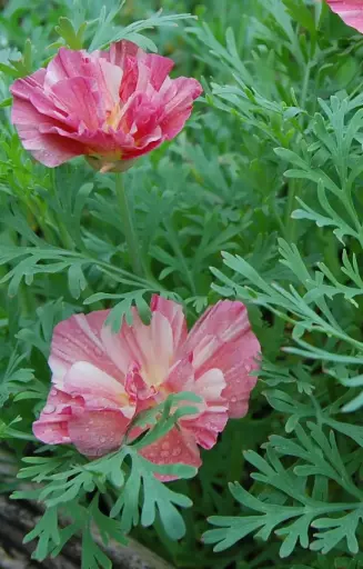 [EE-513] Eschscholzia californica ‘Rosa Romantica’