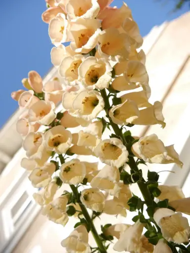 [FD-512] Digitalis purpurea 'Apricot'