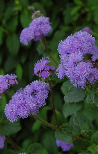 [ZA-510] Ageratum houstonianum 'Market Growers Blue'