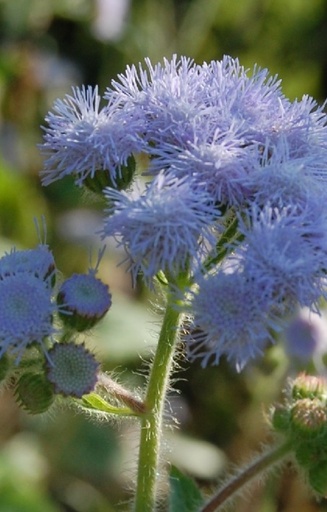 Ageratum houstonianum 'Old Grey' 